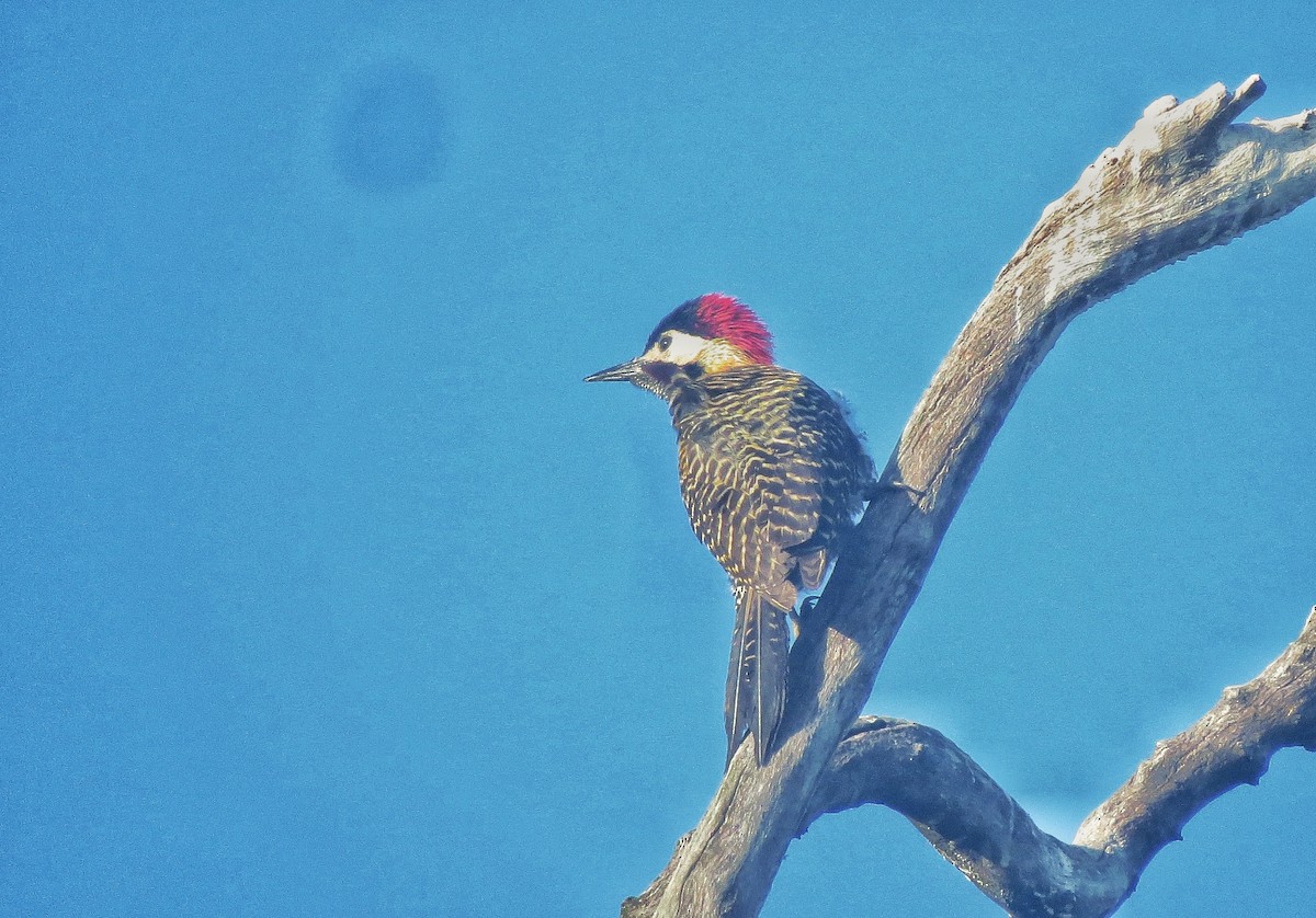 Grünbindenspecht - ML646304552