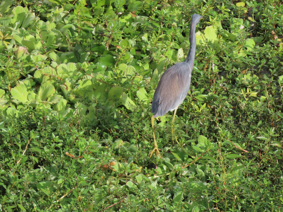 volavka tříbarvá - ML646304553