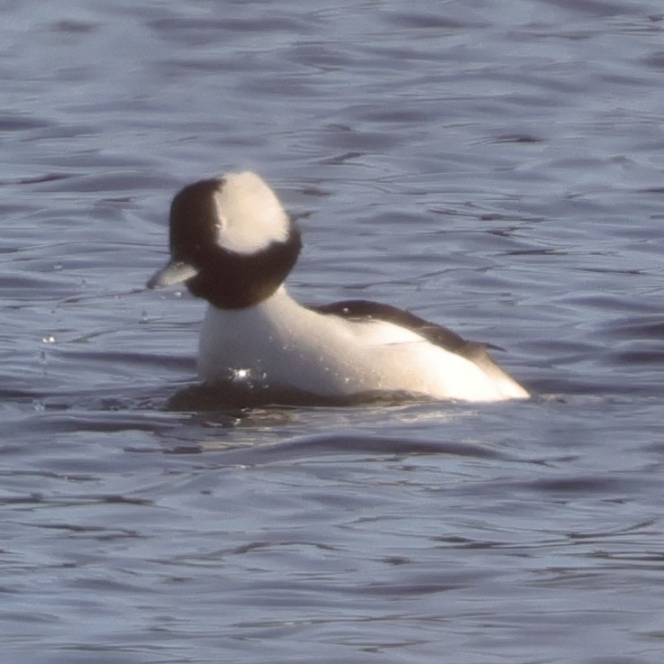 Bufflehead - ML646304554