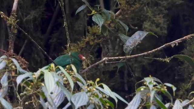 Танагра червононога - ML646304556