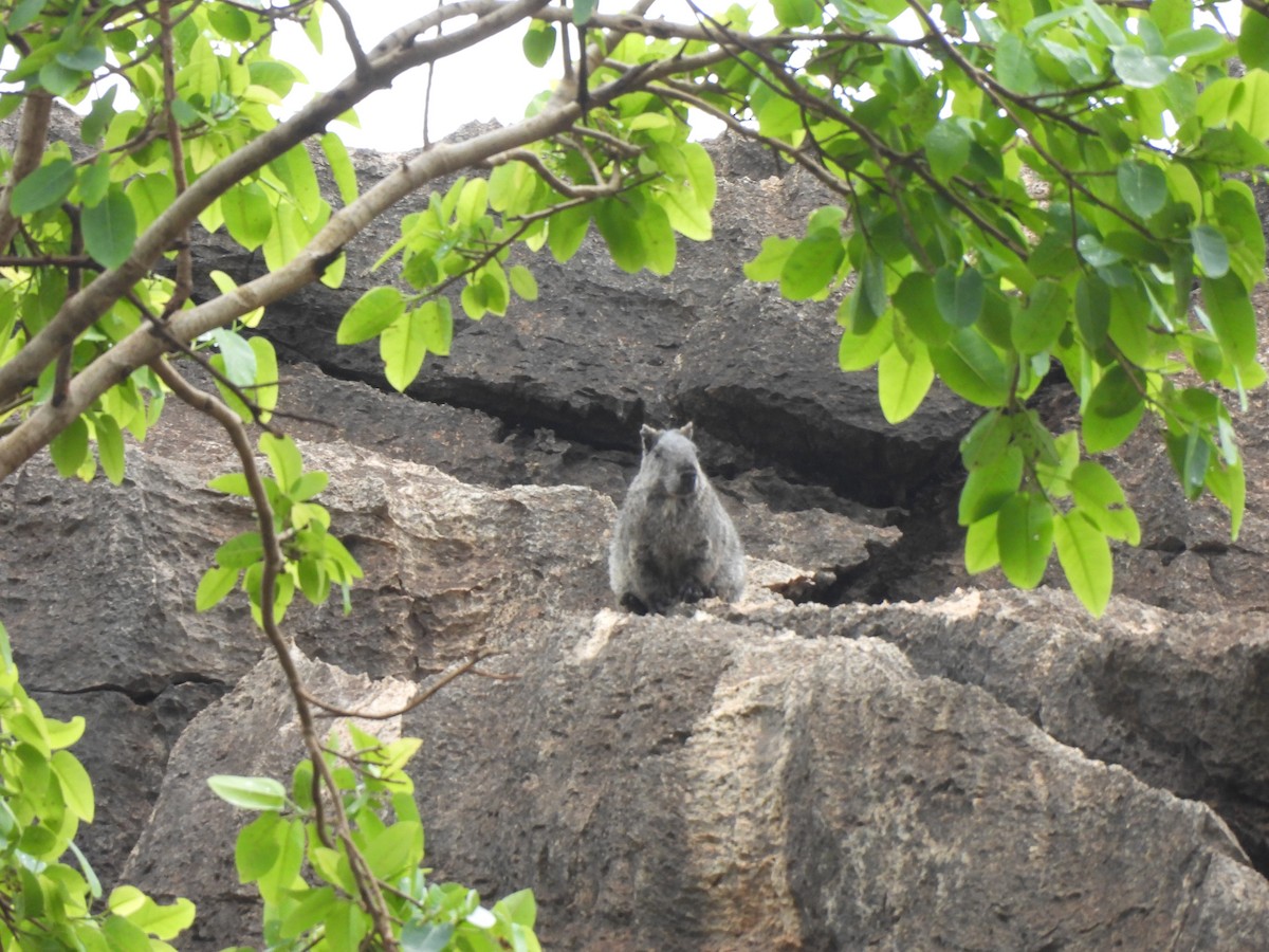 Animals - ML646304559