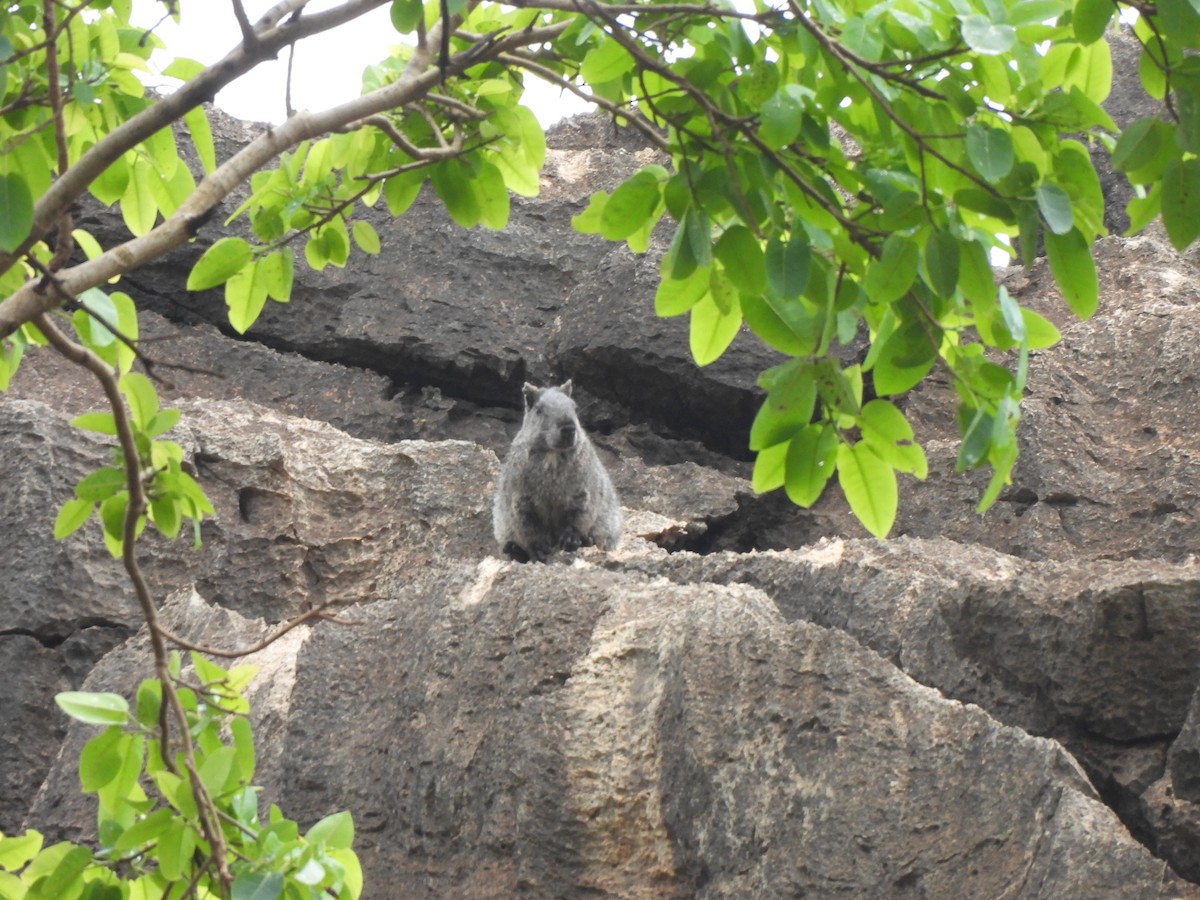 Animals - ML646304560