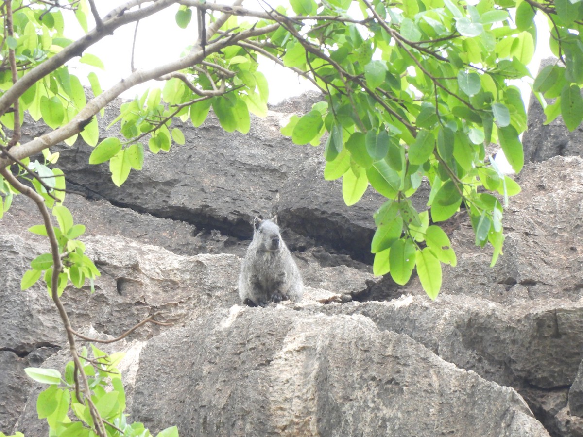 Animals - ML646304562