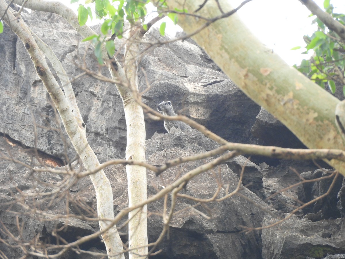 Animals - ML646304563