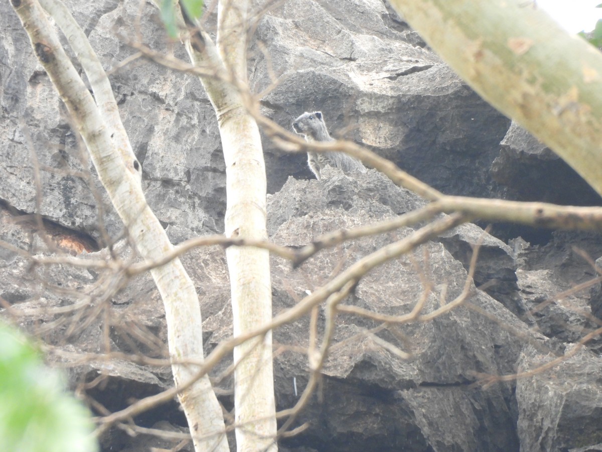 Animals - ML646304564