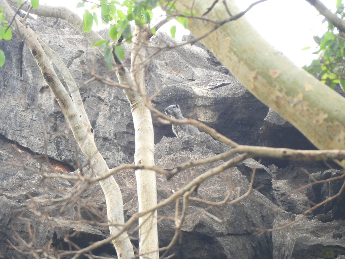 Animals - ML646304565