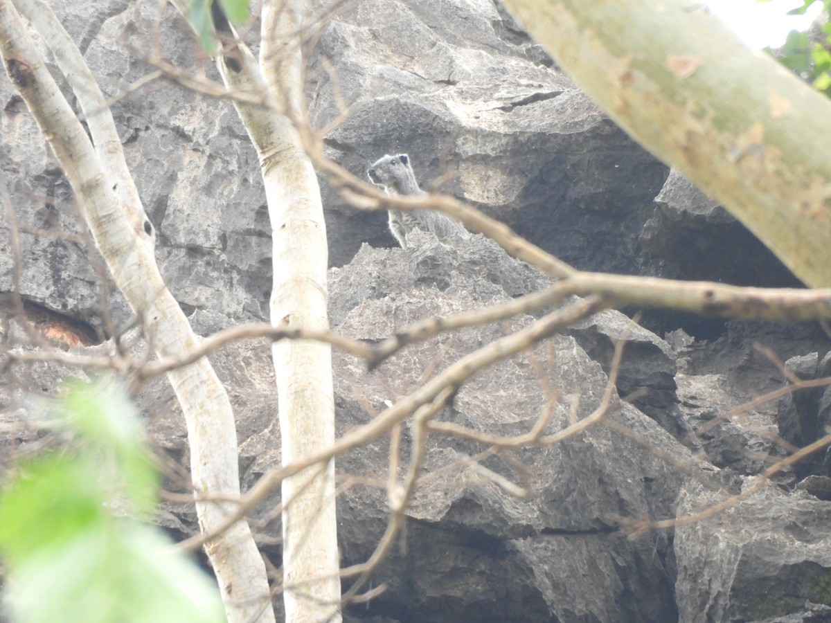 Animals - ML646304566