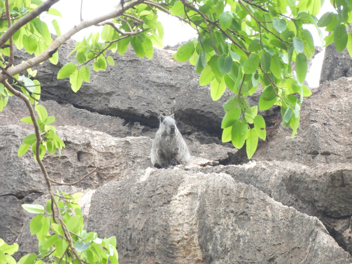 Animals - ML646304567