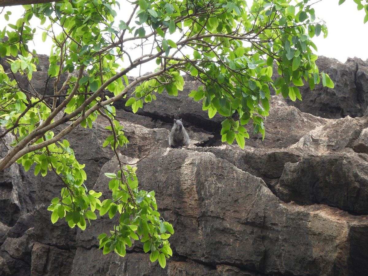 Animals - ML646304568