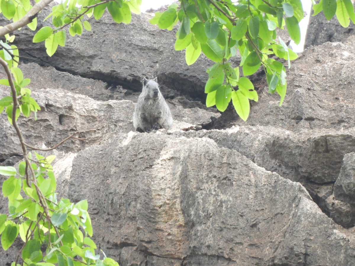 Animals - ML646304569