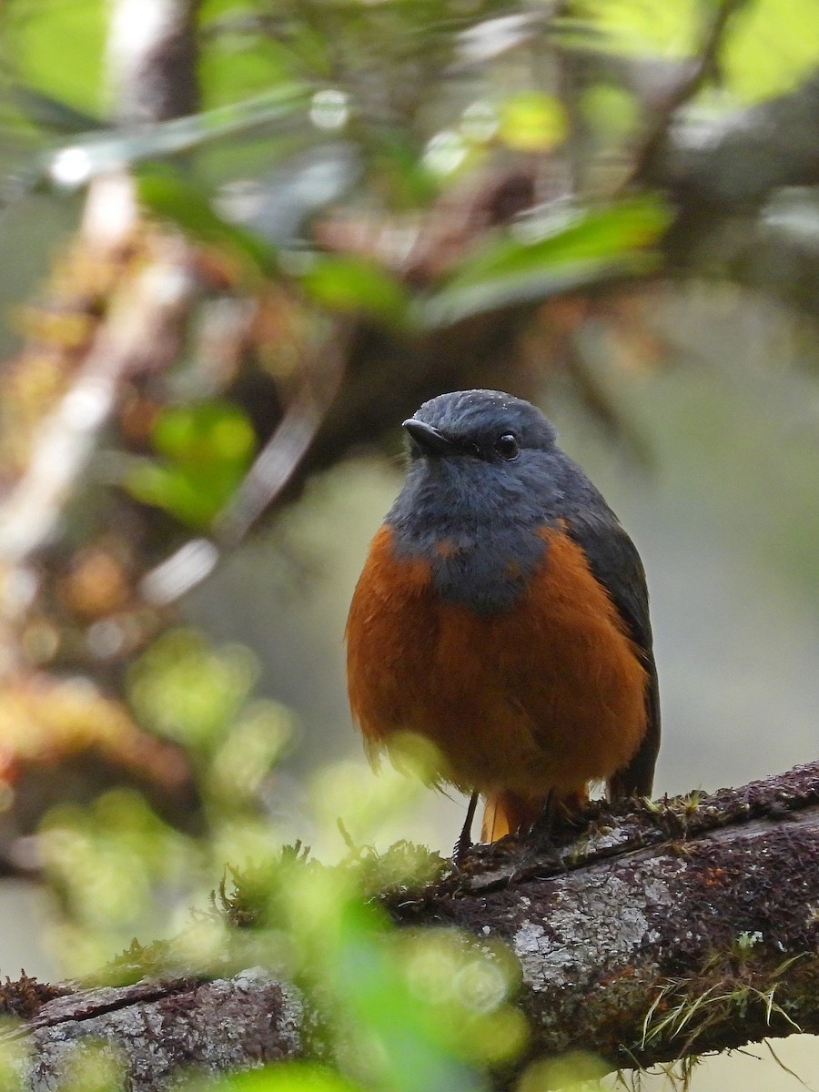 Forest Rock-Thrush - ML646304570