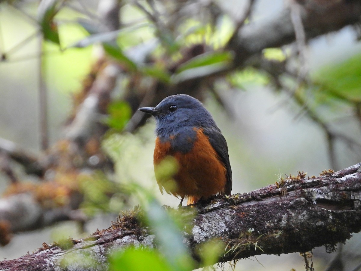 Forest Rock-Thrush - ML646304571
