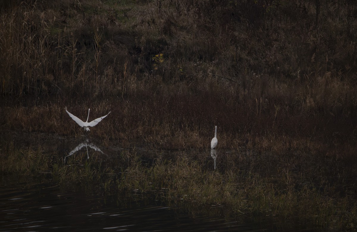 Great Egret - ML646304575