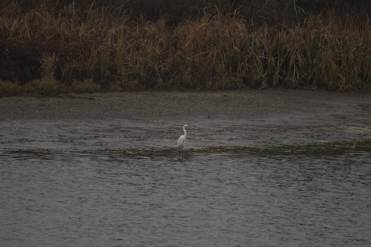 Great Egret - ML646304576