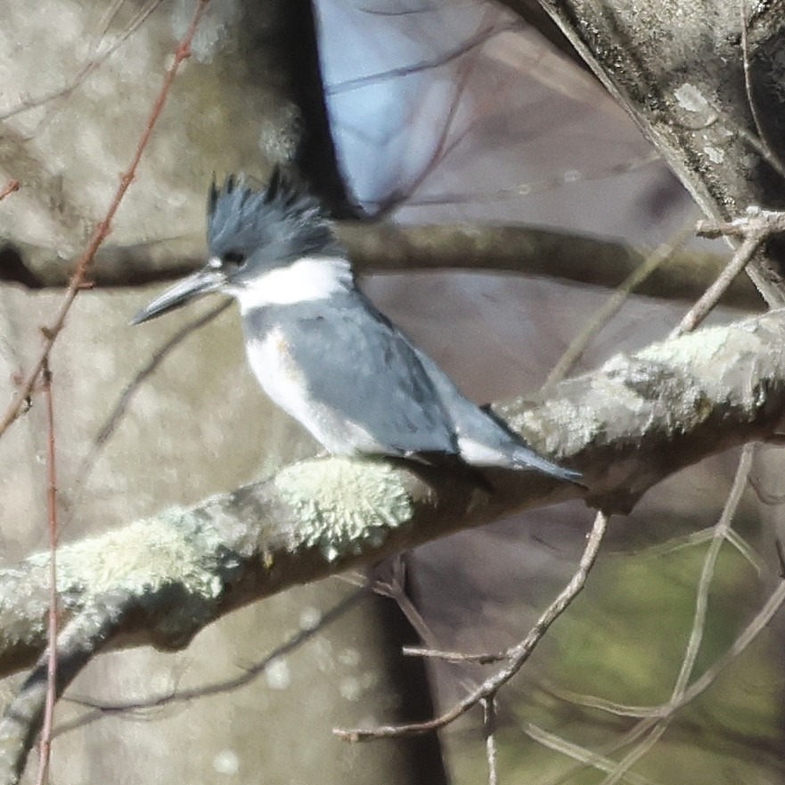 Belted Kingfisher - ML646304578