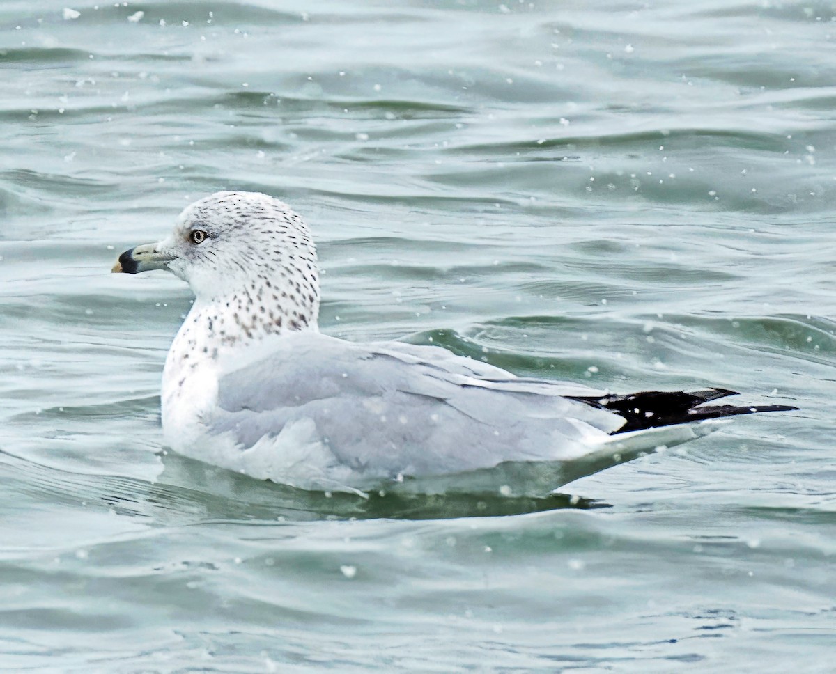 Ring-billed Gull - ML646304580