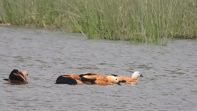 Огар рудий - ML646304583