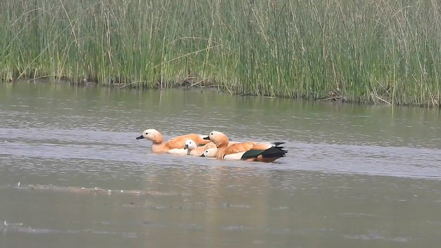 Огар рудий - ML646304584