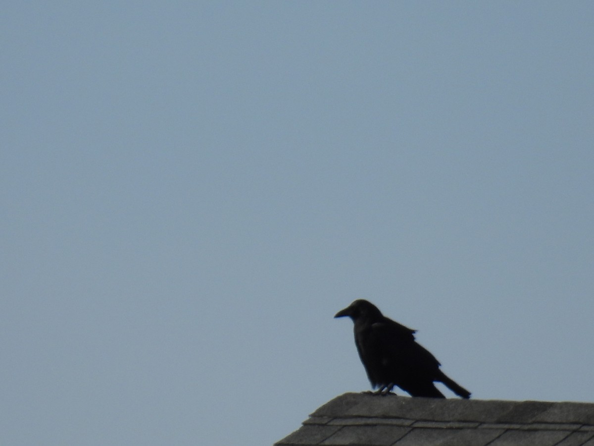 Common Raven - ML646304587