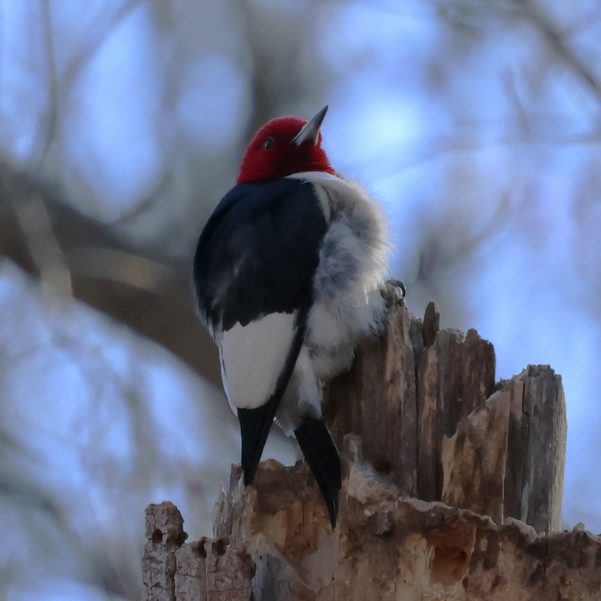 Red-headed Woodpecker - ML646304589