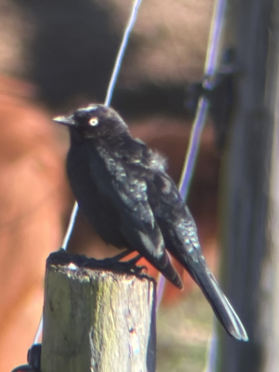 Brewer's Blackbird - ML646304590