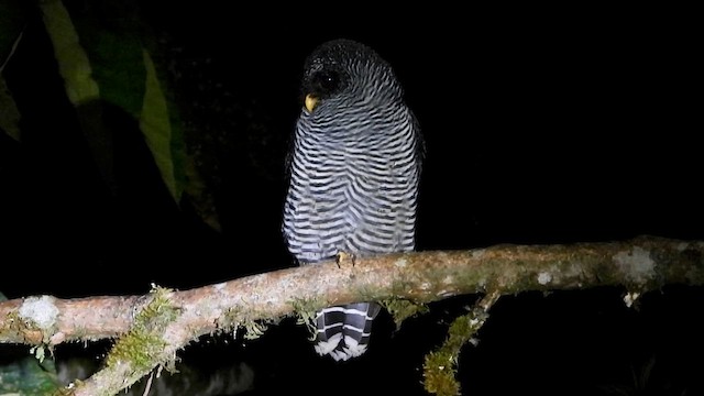 Сова-лісовик [неописана форма хмарного лісу] - ML646304591