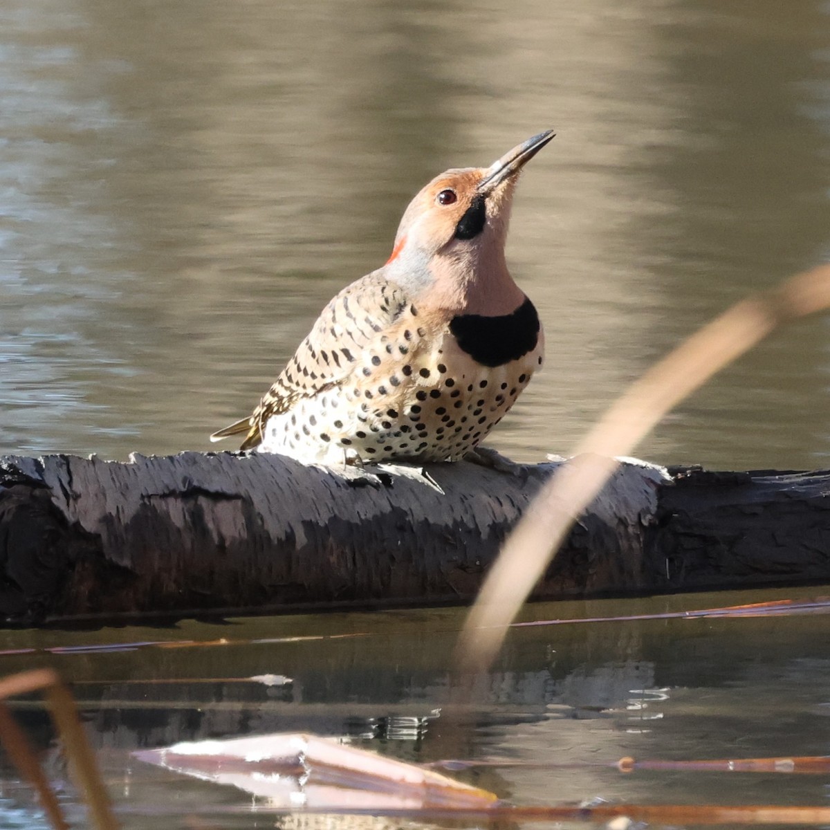 Northern Flicker - ML646304593