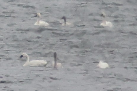 Tundra Swan - ML646304598