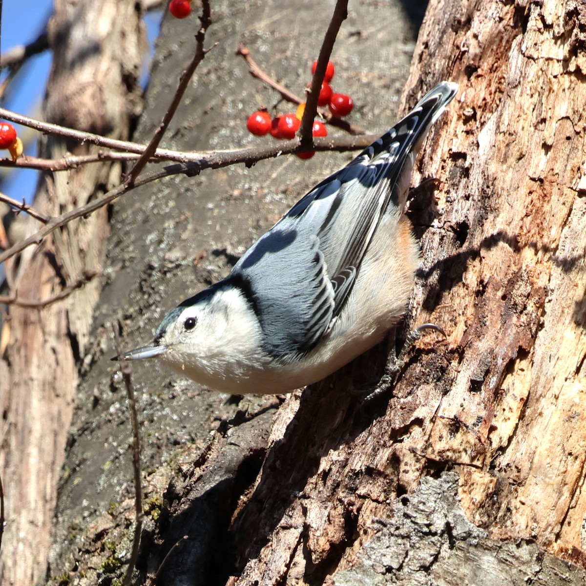 White-breasted Nuthatch - ML646304599
