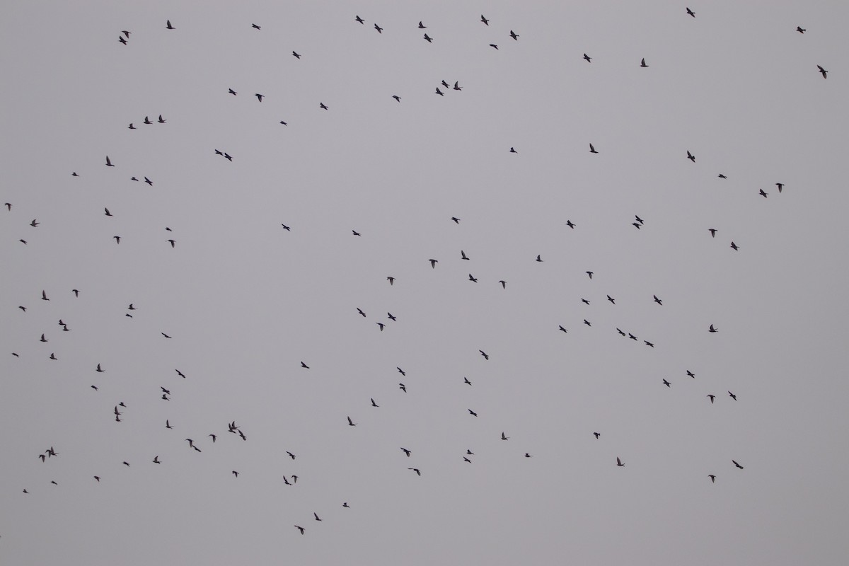 European Starling - ML646304600