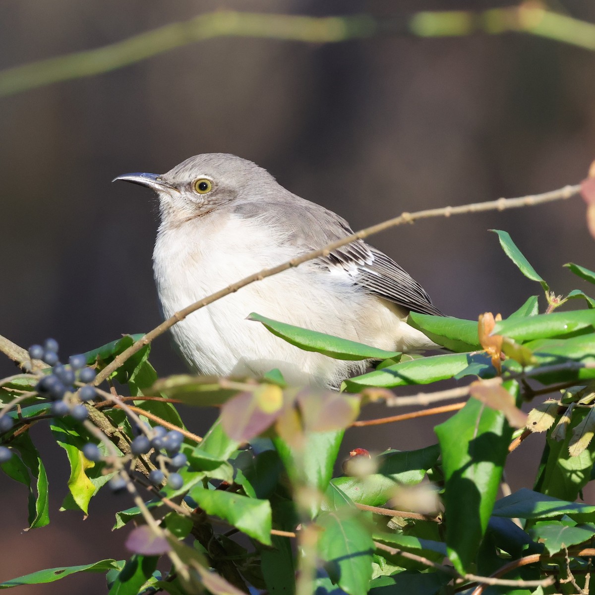 Northern Mockingbird - ML646304607