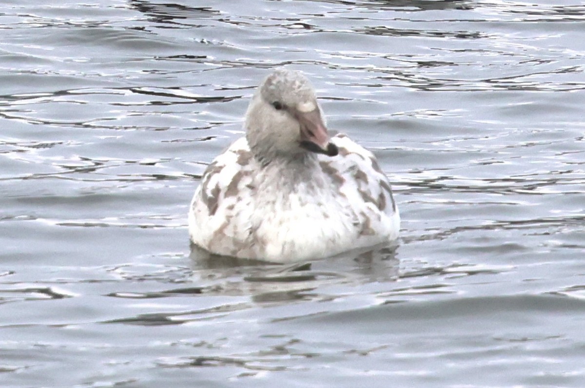 Snow Goose - ML646304610