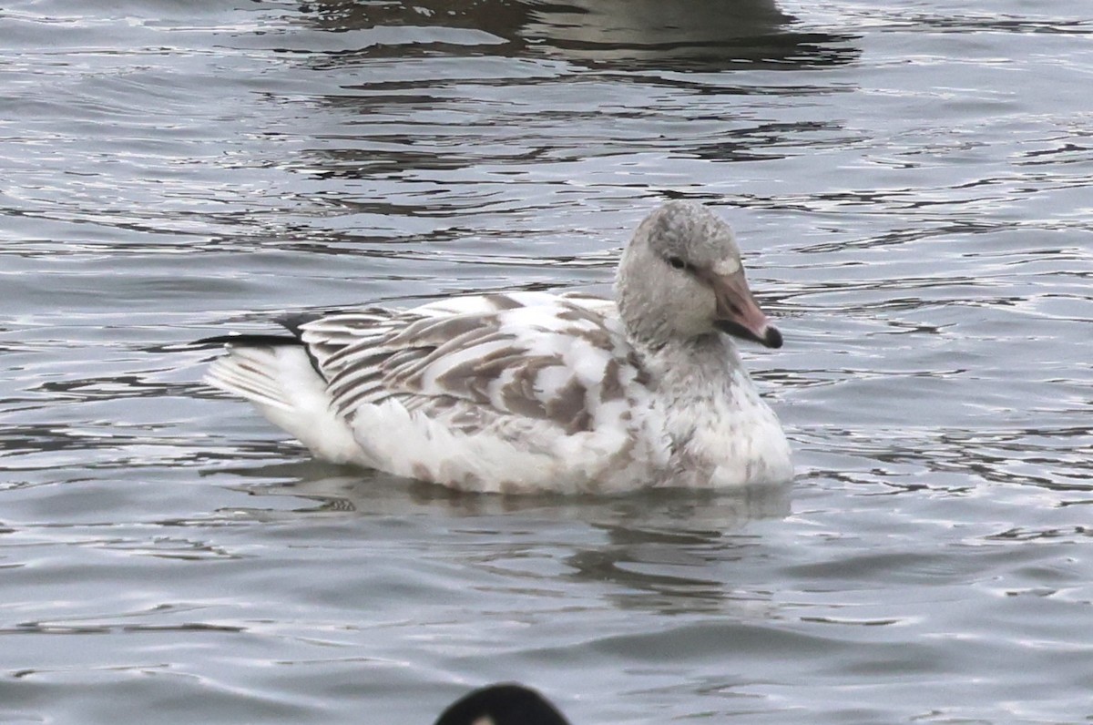 Snow Goose - ML646304611
