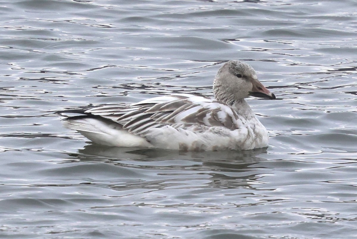 Snow Goose - ML646304612