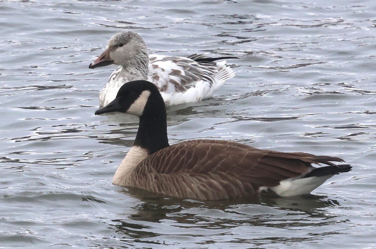 Snow Goose - ML646304613