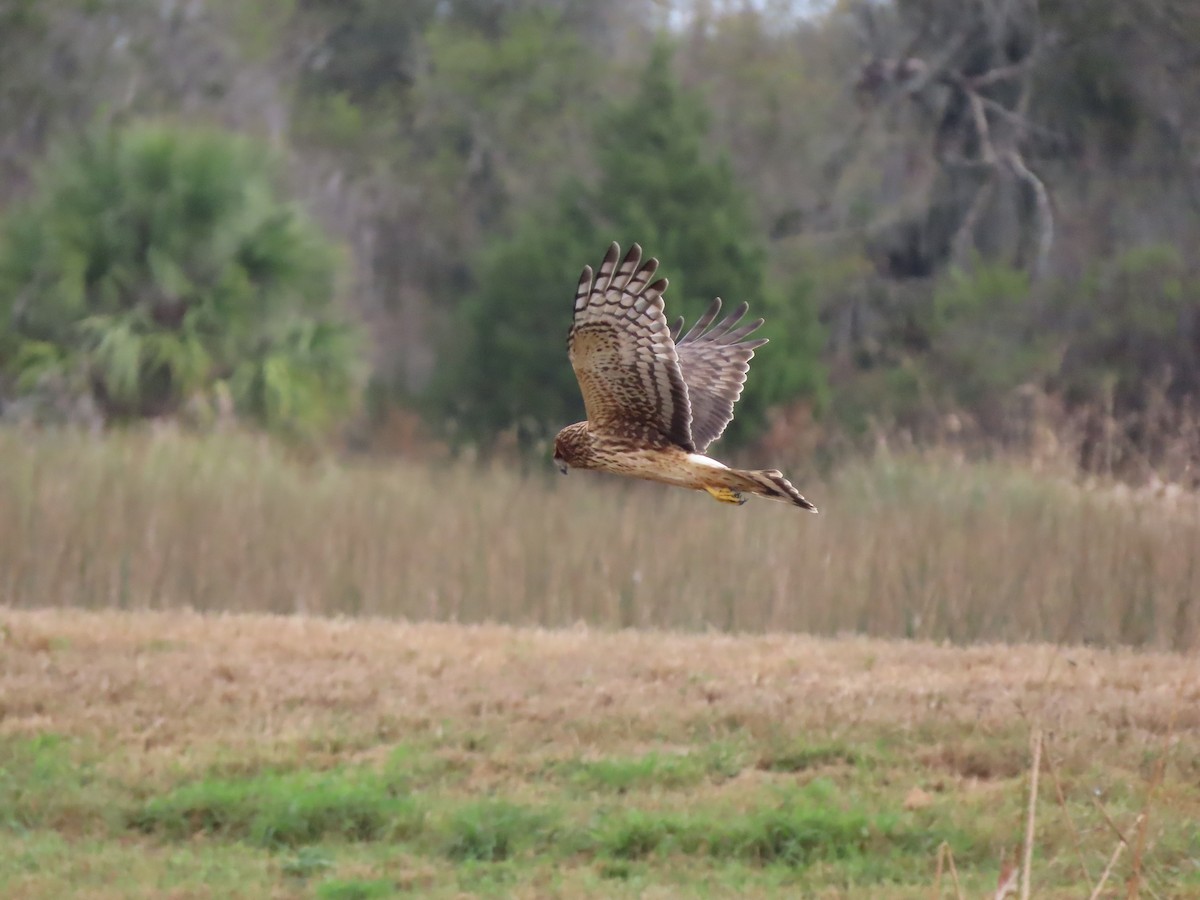 moták severoamerický - ML646304617