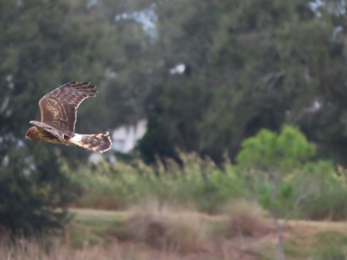 moták severoamerický - ML646304618