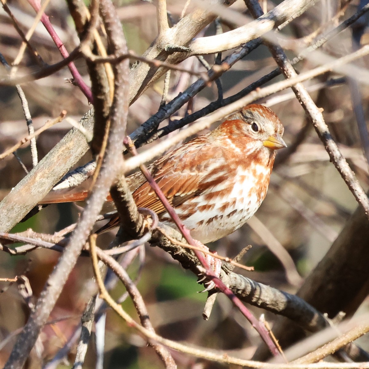 Fox Sparrow - ML646304620