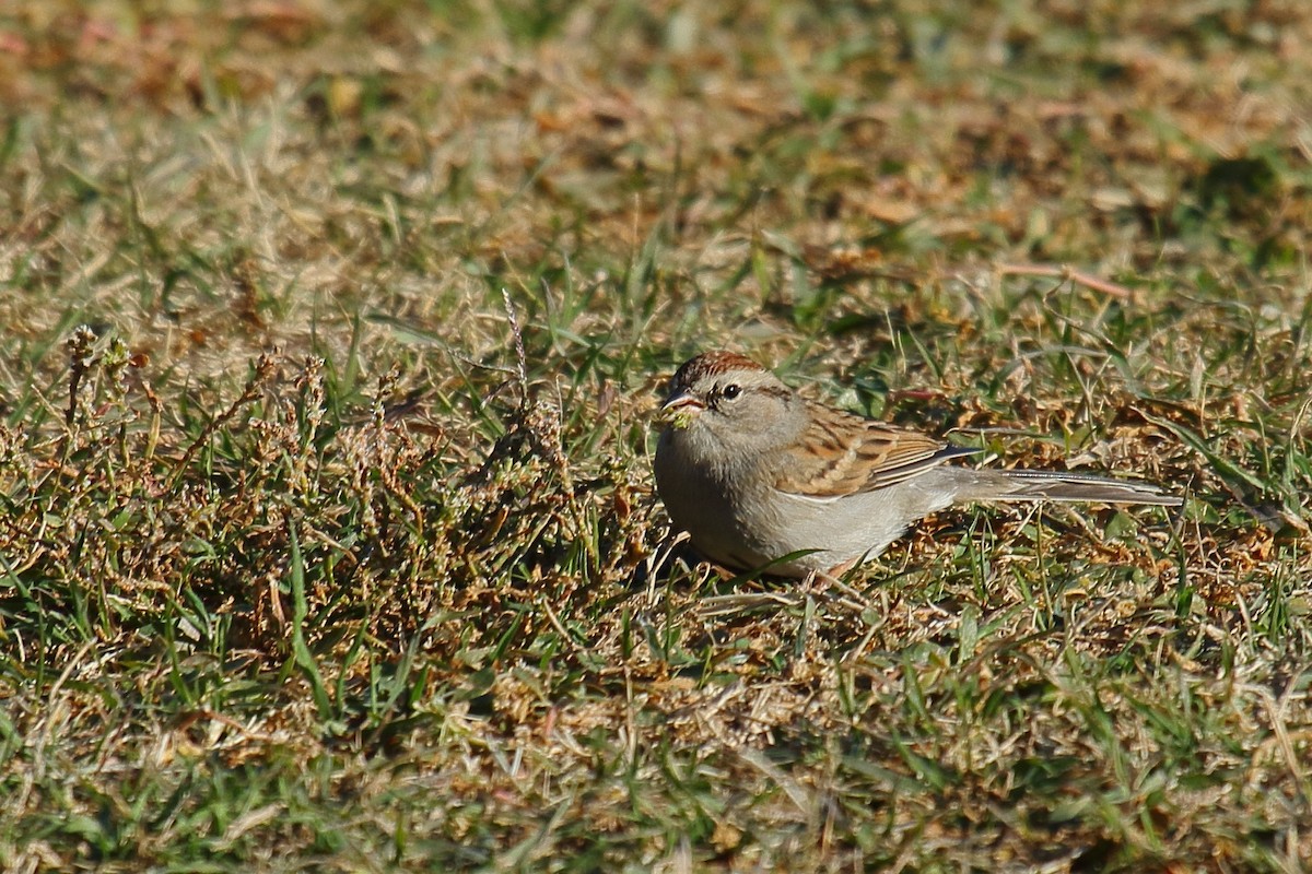 Chipping Sparrow - ML646304625