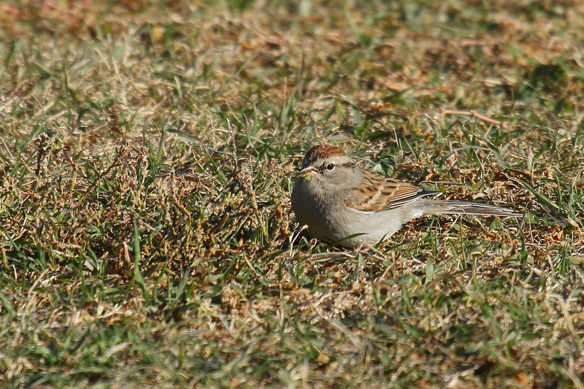Chipping Sparrow - ML646304626