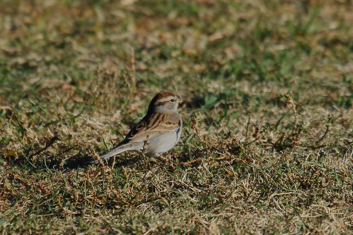 Chipping Sparrow - ML646304627