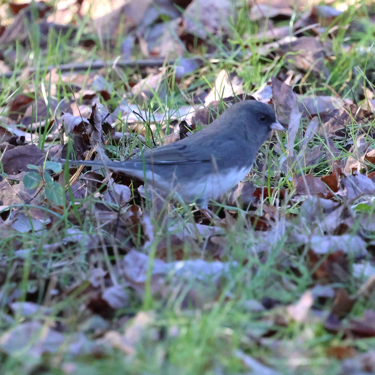 Dark-eyed Junco - ML646304629