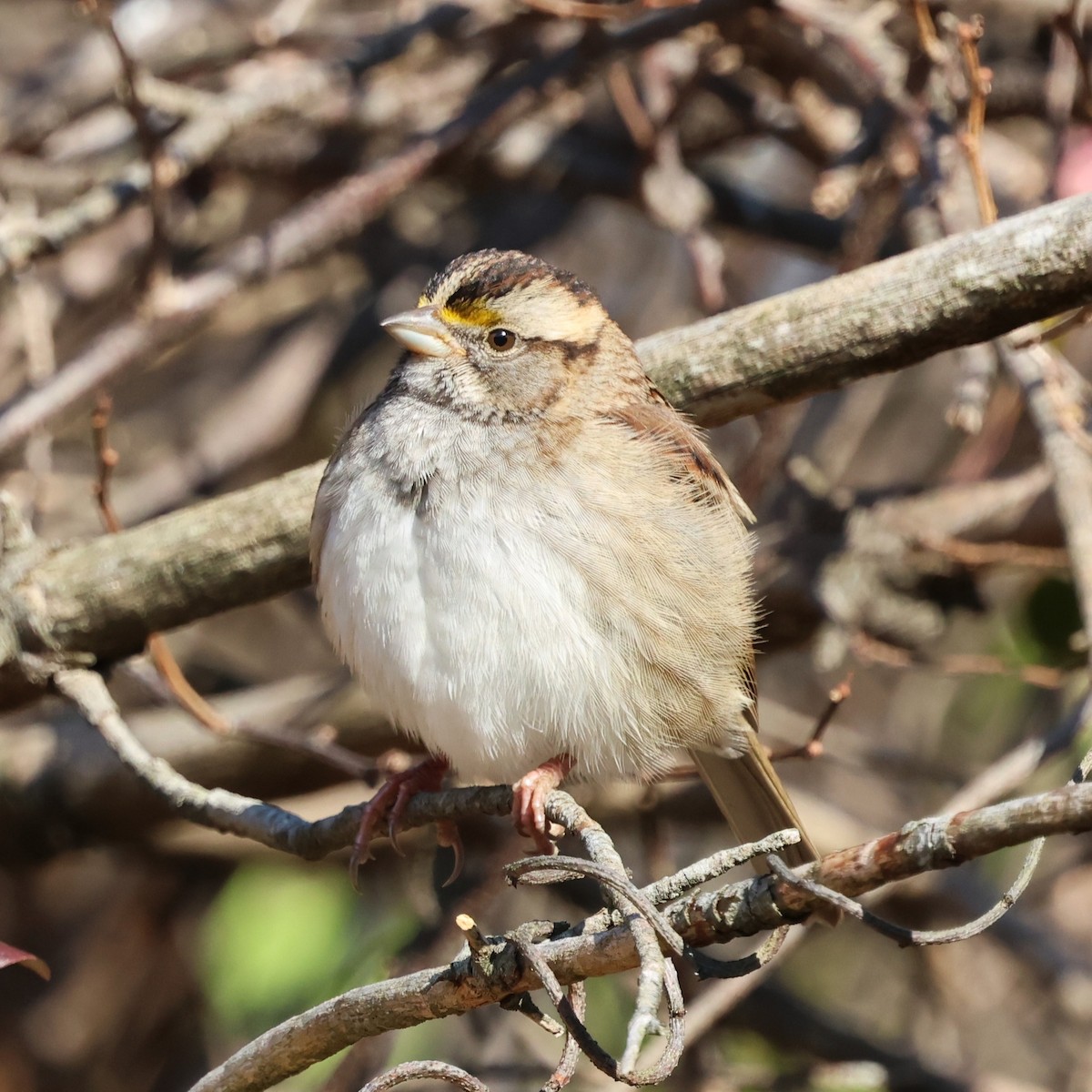 White-throated Sparrow - ML646304632