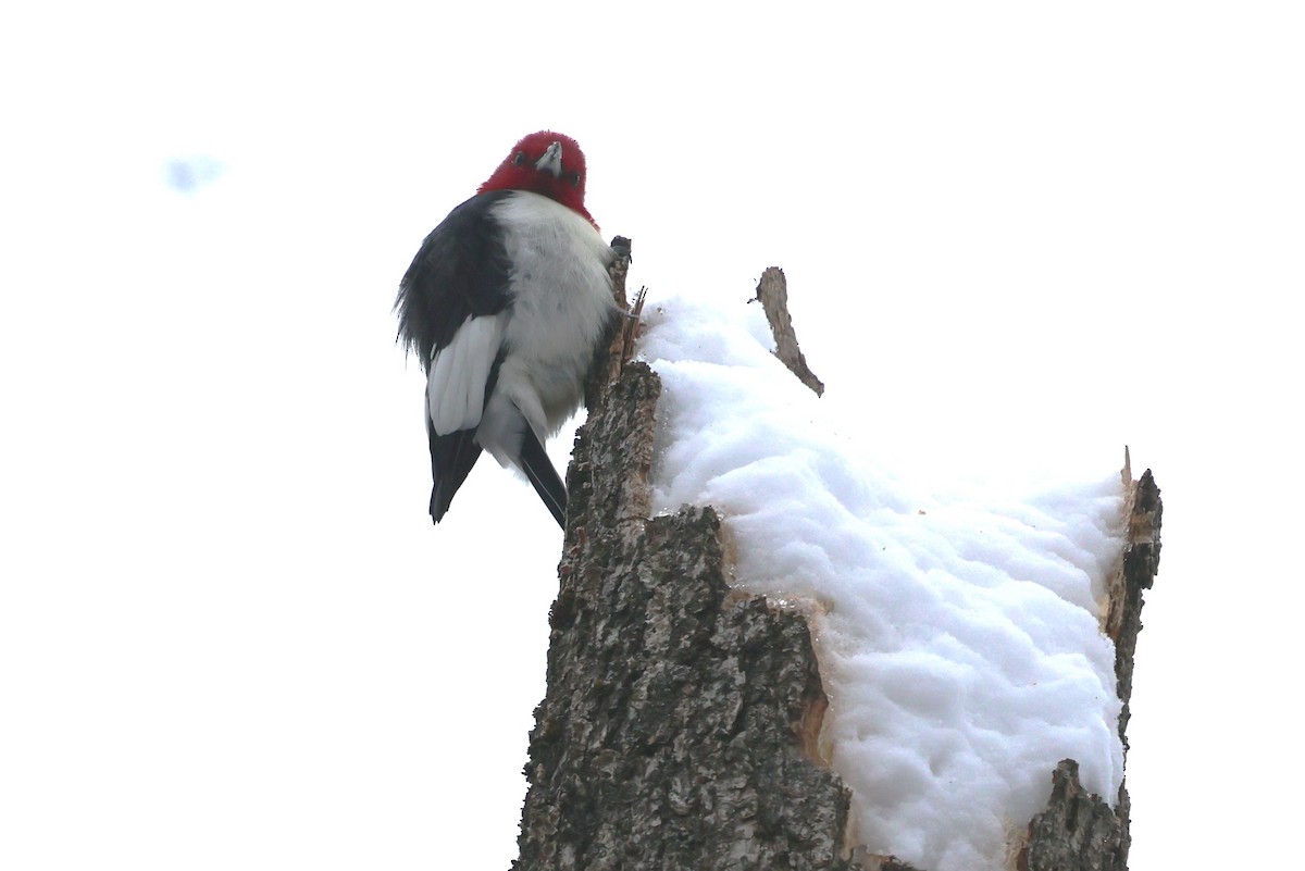 Red-headed Woodpecker - ML646304633
