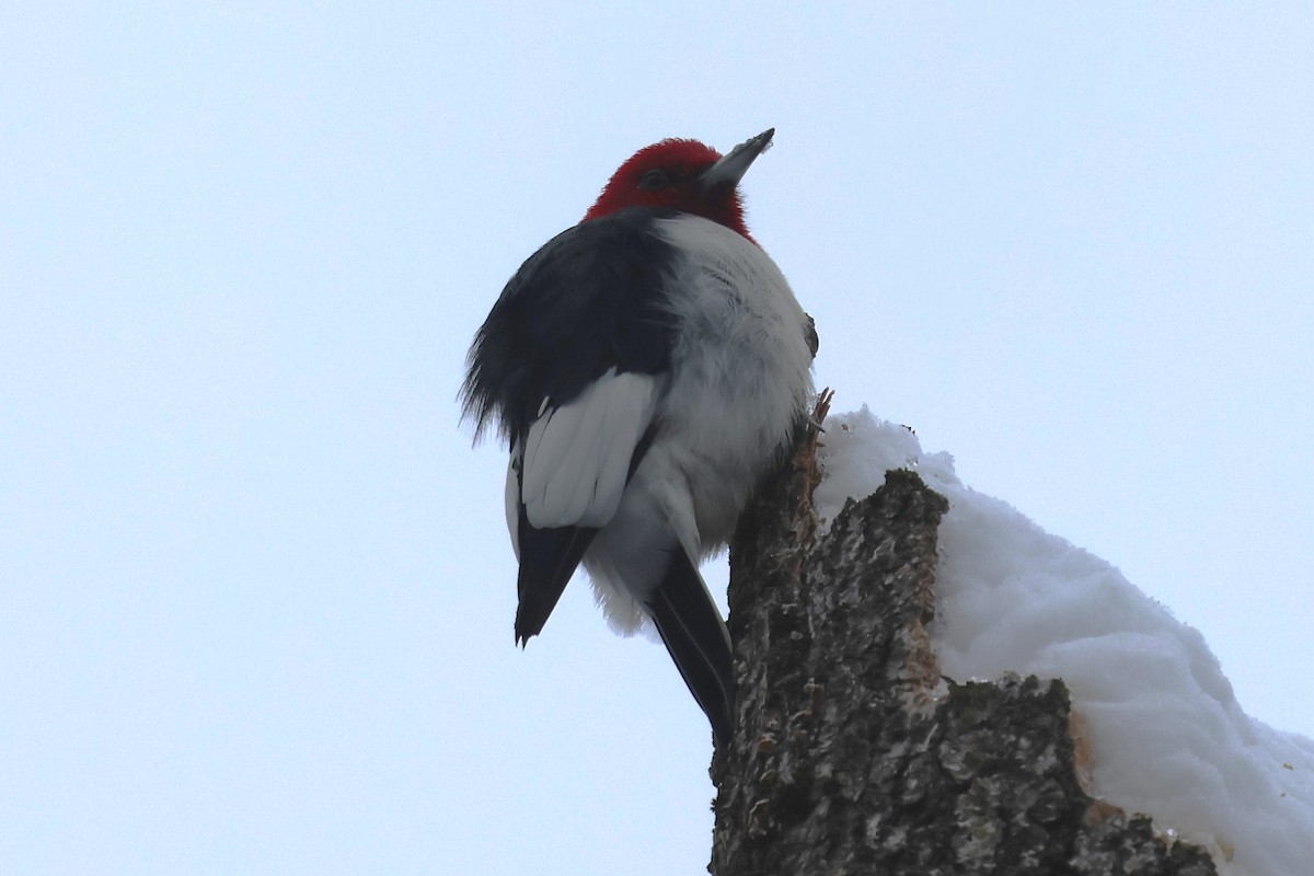 Red-headed Woodpecker - ML646304634