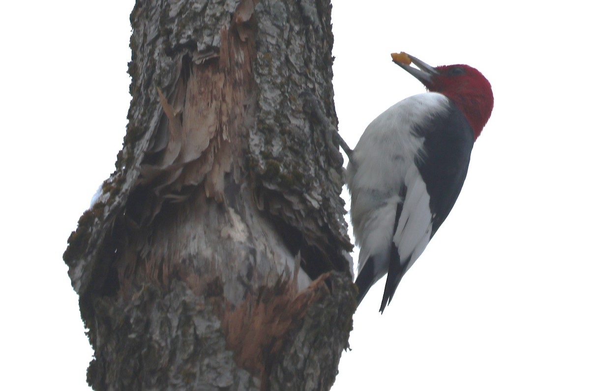 Red-headed Woodpecker - ML646304635