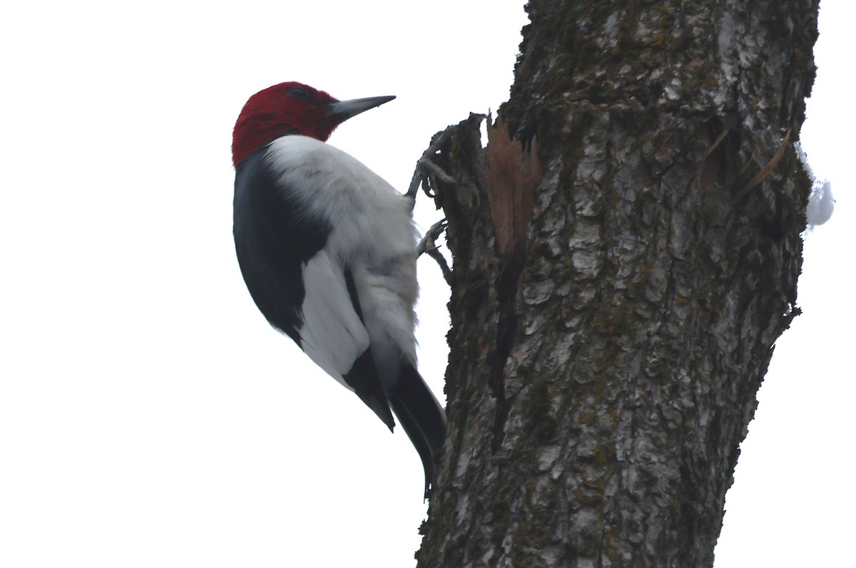 Red-headed Woodpecker - ML646304636