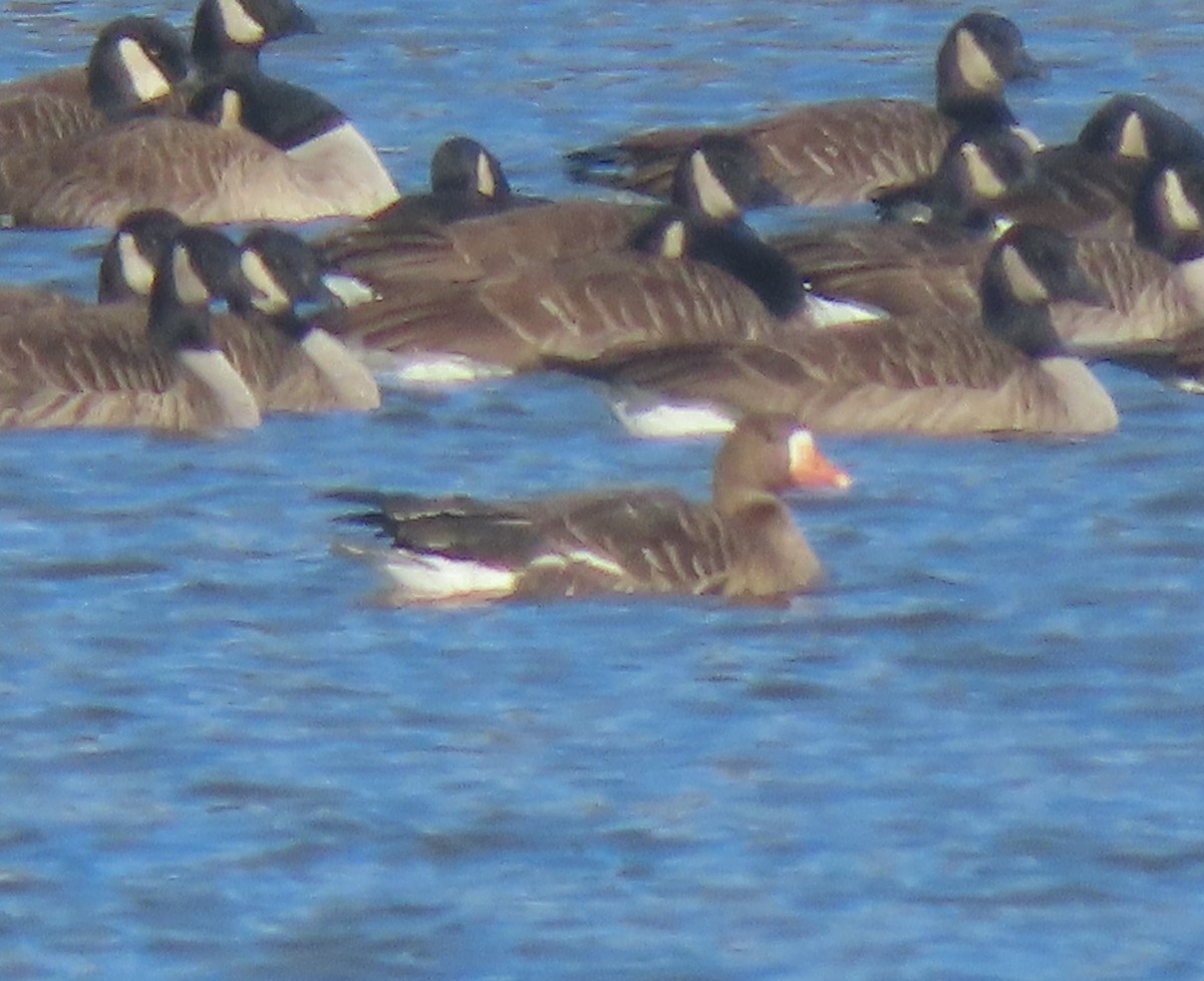 Манхин галуу - ML646304637