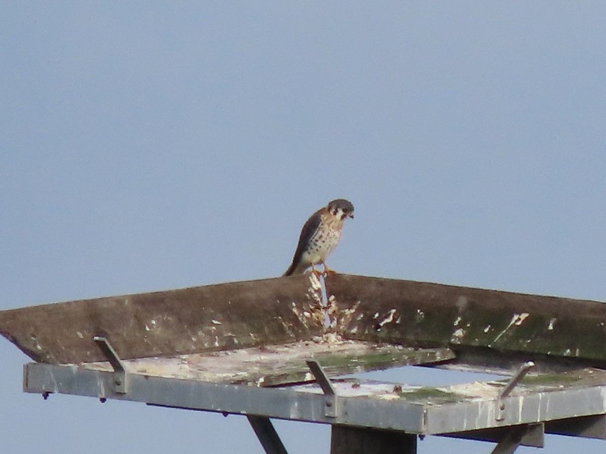 poštolka pestrá - ML646304640