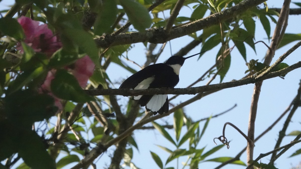 Collared Inca - ML646304642